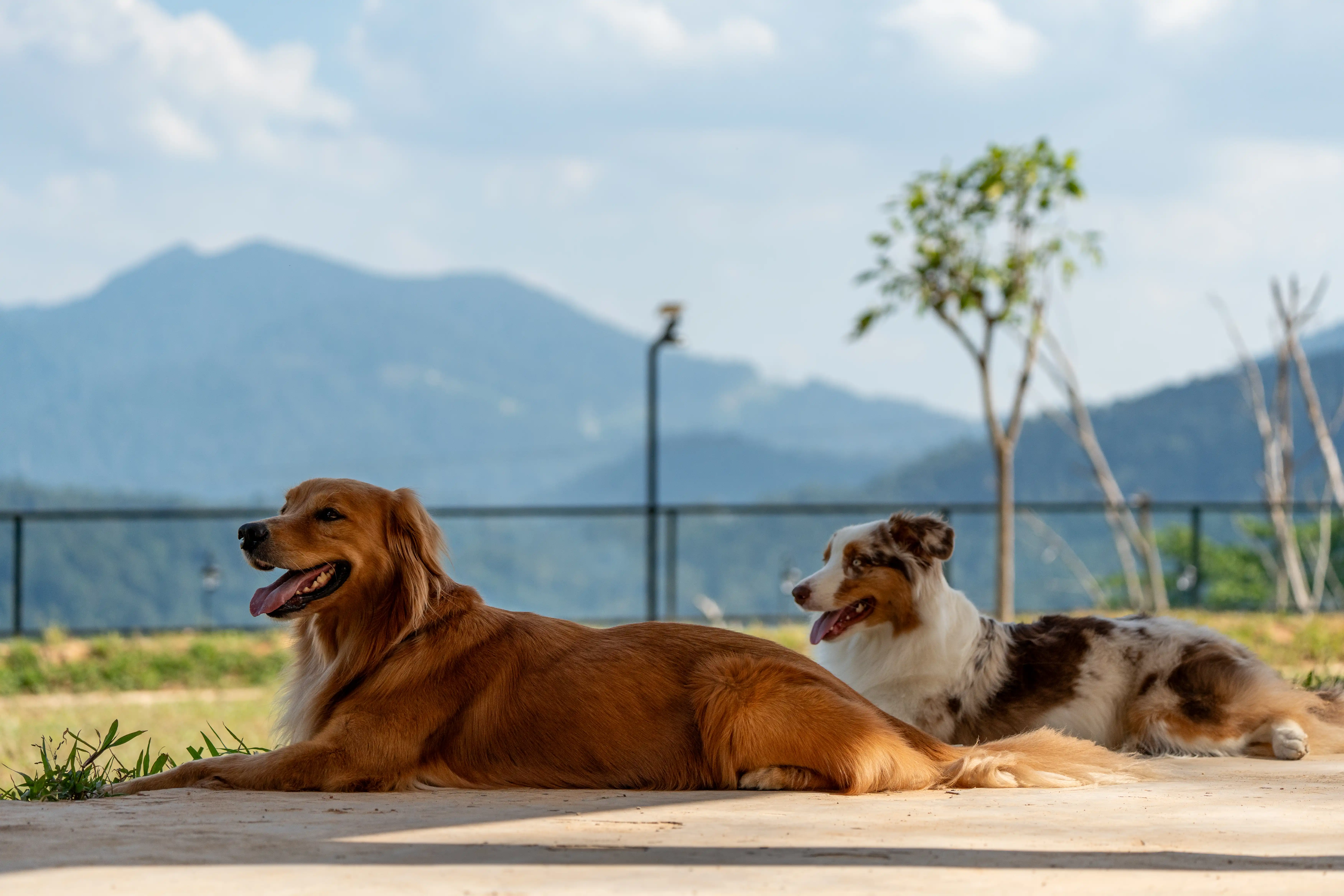 Pet Zone photo